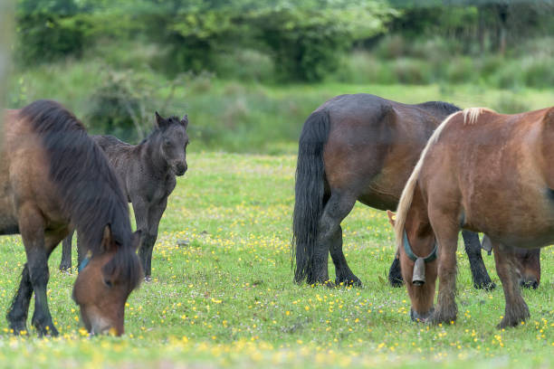 istock A group of horses 2184298224