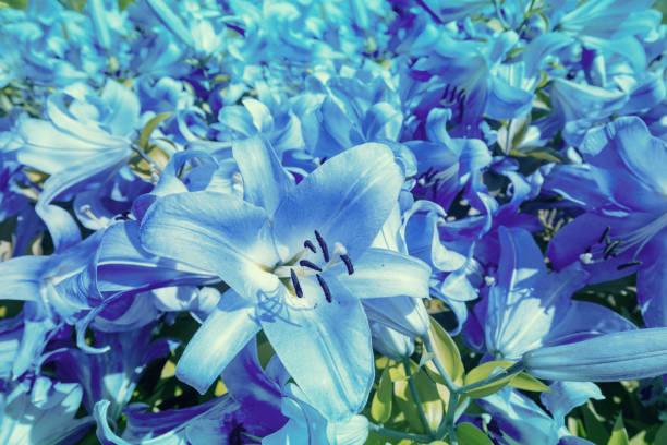 Backgound. Flower. Blooming white lilies on blue background.