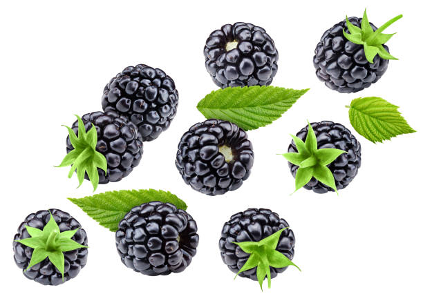 istock Blackberry leaves with Clipping Path 2184301173