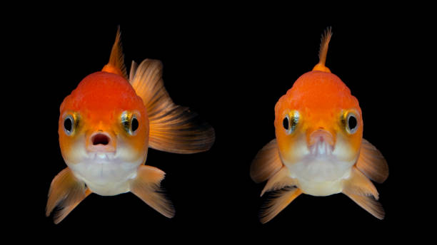 Silver white ornamental goldfish in the fish tank