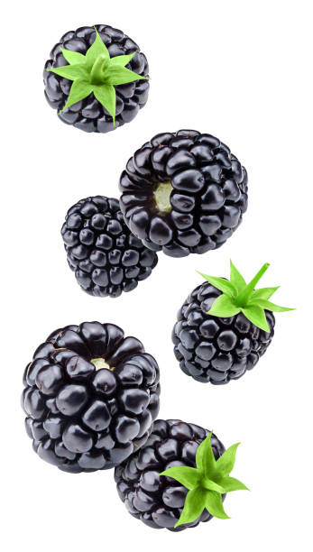 istock Blackberry leaves with Clipping Path 2184301514