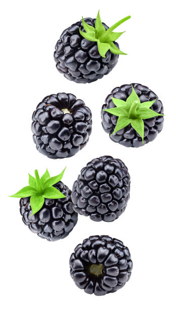 istock Blackberry leaves with Clipping Path 2184303056
