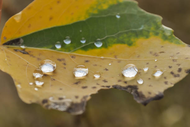 Changing colors of a leaf in autumn