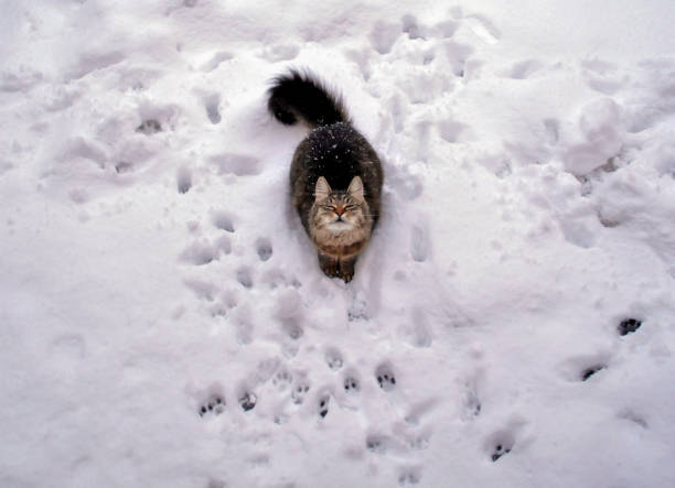 istock Siberian cat enjoys the first snow 2184303723