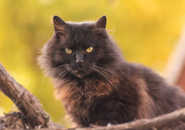 istock Domestic fluffy cat on the vine 2184303913