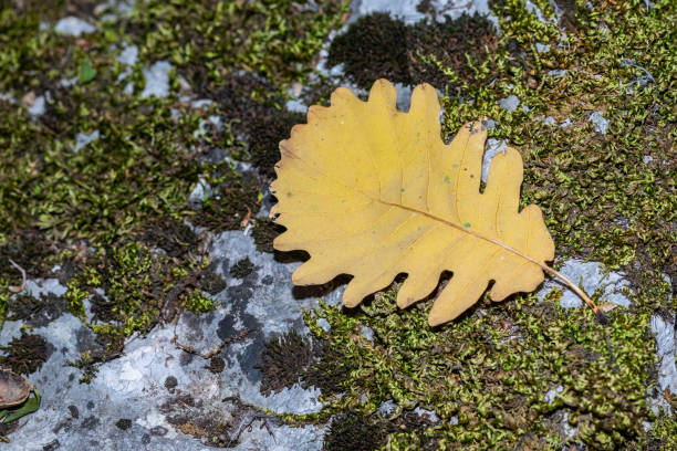 Yellowed oak leaf on mossy rock. Quercus vulcanica