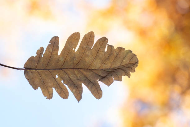 A dried leaf of an oak tree in autumn. Quercus vulcanica