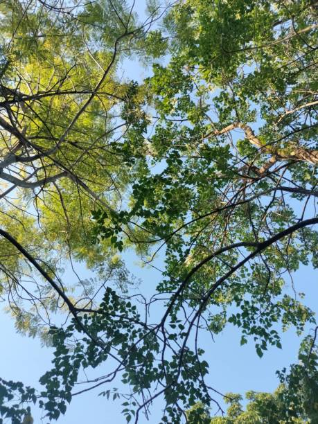 istock A beauty of tree hub branch 2184305304