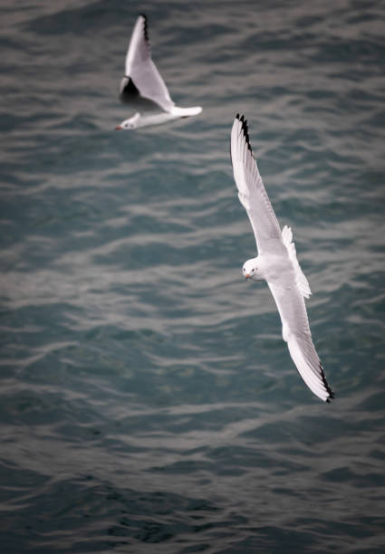 Flying seagull on Marmara sea, Bosphorus.Istanbul - Turkey.
