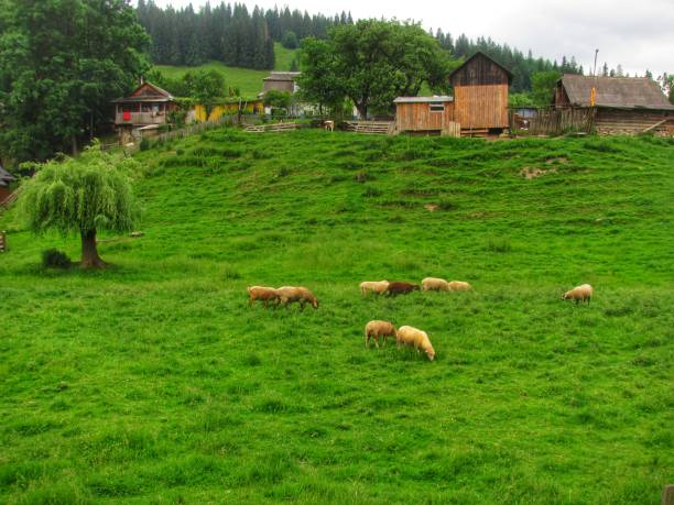 A flock of sheep graze peacefully in a rural meadow