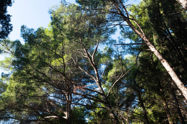 Scenic view of tall pine trees with lush green foliage, bathed in natural sunlight. The branches stretch across the sky, creating a calming, forested canopy with hints of blue sky. High quality photo