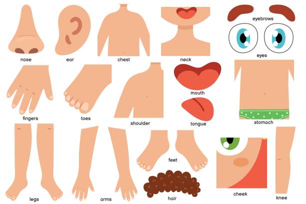 Body Chart Cartoon 14,700+ Human Body Anatomy Cartoon Stock Illustrations, Royalty-Free ...