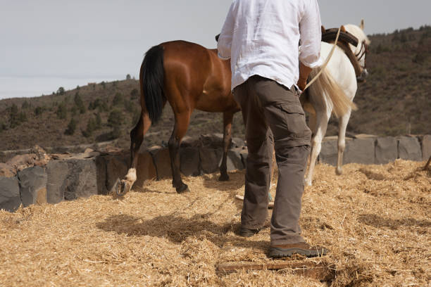 The farmer to crush wheat separating the wheat from the chaff, pulled by horses