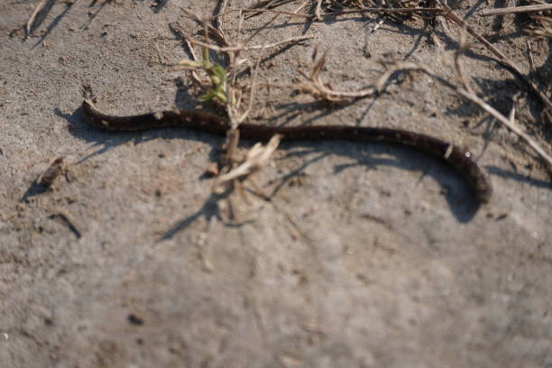 istock An earthworm is crawling on the earth 2184309540