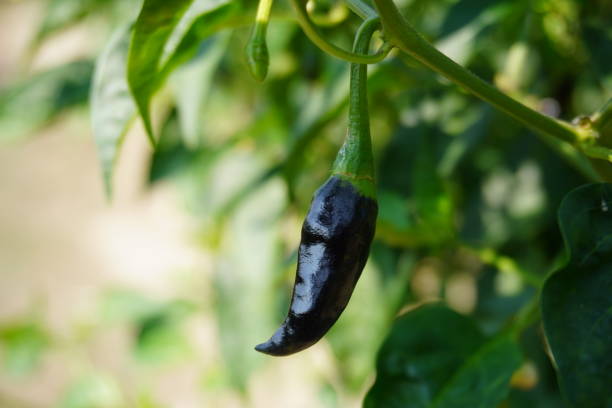 istock Green chilli is hanging from the plant 2184309876