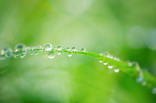 istock Green grass with water drops thin focus part and green bokeh. 2184309946