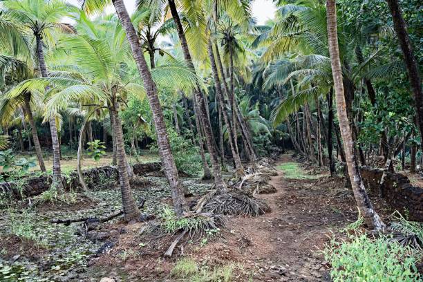 istock Lush Greenery - The Jungle of Gokarna 2184310020