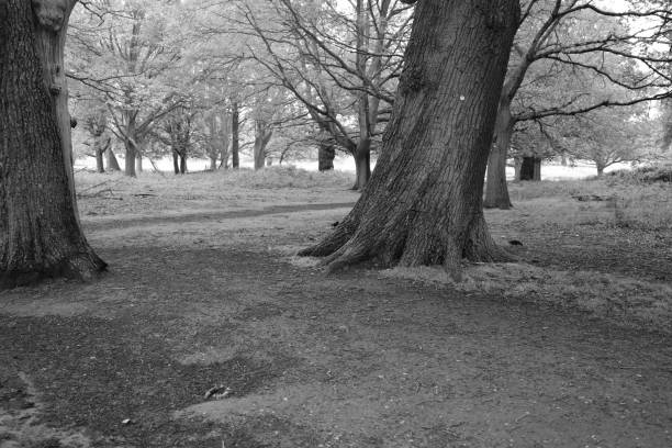 B&W Nature and Wildlife at Richmond Park, UK