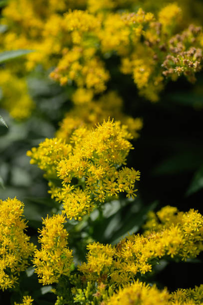 istock Bright yellow Solidago canadensis flowers on a dark green background. Selective focus. 2184310218