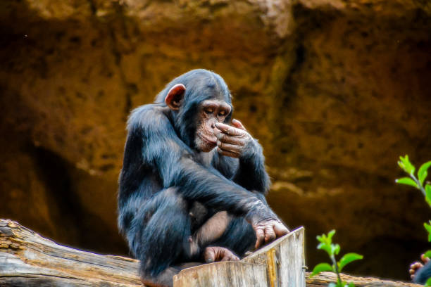 istock A monkey is sitting on a log and appears to be thinking 2184311566