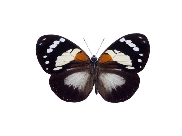 istock beautiful butterfly Euxanthe trajanus isolated on white background 2184312067