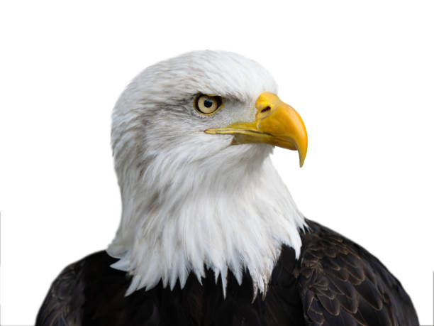 istock portrait american bald eagle isolated on white background 2184312135