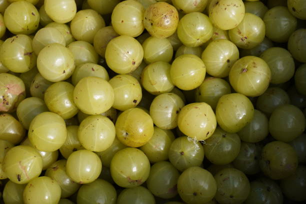 Fresh raw Amla, medicinal fruit