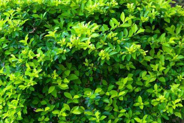 istock green leaves texture in nature 2184312609