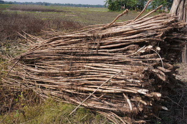 istock Lots of Jute sticks pilled up 2184313306