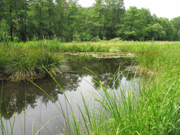 istock a garden pond saves water 2184314556