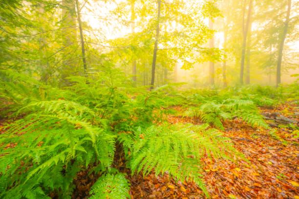 Fern plant in an atmospheric forest with green leaves on the trees in autumn with a mist in the air. The mist gives the forest a magical atmosphere with the leaves just about to change color during this early fall day in het Kloosterbos in Gelderland.