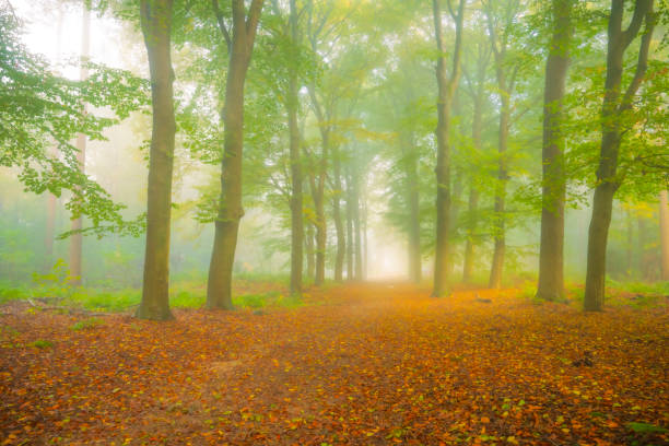 Path in an atmospheric forest with green leaves on the trees in autumn with a mist in the air. The mist gives the forest a magical atmosphere with the leaves just about to change color during this early fall day in het Kloosterbos in Gelderland.