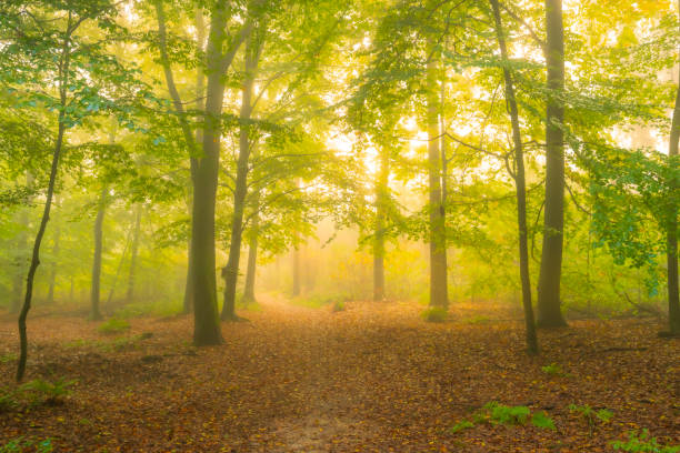 istock Atmospheric forest path in autumn with a mist in the air 2184315521