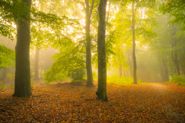 Path in an atmospheric forest with green leaves on the trees in autumn with a mist in the air. The mist gives the forest a magical atmosphere with the leaves just about to change color during this early fall day in het Kloosterbos in Gelderland.