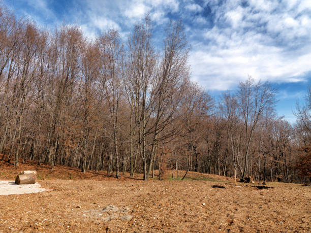 istock Landscape of a bare forest inside a park, in winter 2184315926