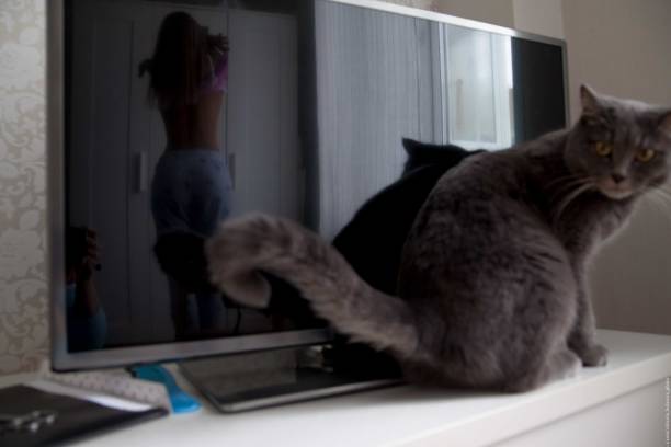 istock Big gray cat lying next to TV 2184316851