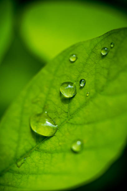 istock Beautiful green leaf macro with rain drops 2184317919