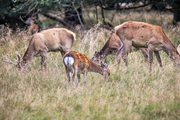 A female fallow deer grazing together with young male red deer. The photograph is taken in Dyrehaven, which is a large public park north of Copenhagen and an UNESCO Heritage site due to the landscape which is designed for the royal par force hunting