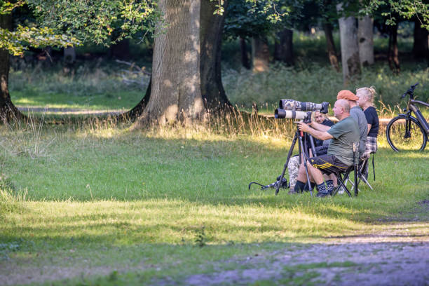 Dyrehaven, Denmark - September 20th 2024:  Group of photographers waiting patiently for rutting red deer. The photograph is taken in Dyrehaven, which is a large public park north of Copenhagen and an UNESCO Heritage site due to the landscape which is designed for the royal par force hunting. Photographers are coming for the rutting season from all over the world.