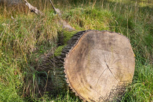 Trunk of a cut down oak tree left to rot and feed the insects which today is a common thing in the government own forests in Denmark. The photograph is taken in Dyrehaven, which is a large public park north of Copenhagen and an UNESCO Heritage site due to the landscape which is designed for the royal par force hunting