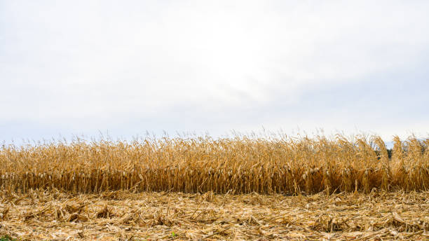 Sprouts in corn field crop plant