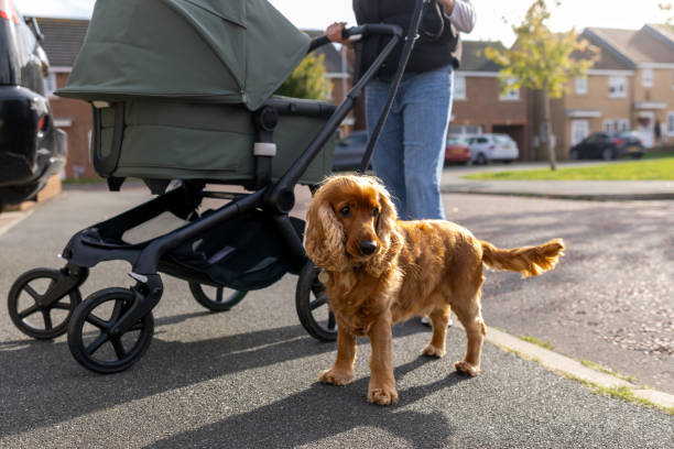 istock Dog Walks As A New Mum 2184320978