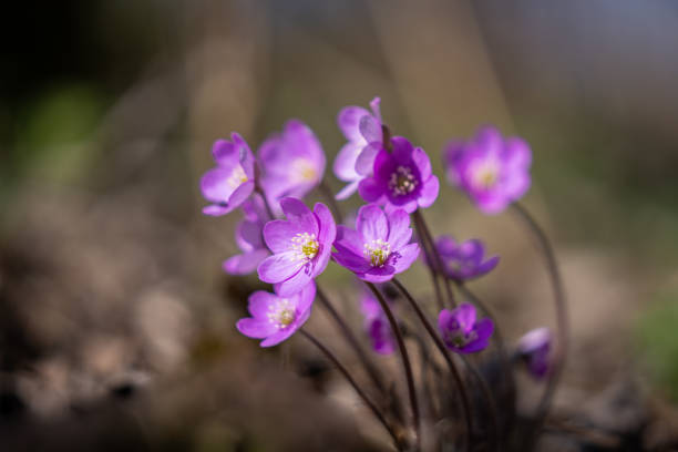 Pink hepatica liverleaf, liverwort, kidneywort, pennywort (Hepatica nobilis, Anemone hepatica), blooming at sunshine.Sunny spring day background. Wallpaper.