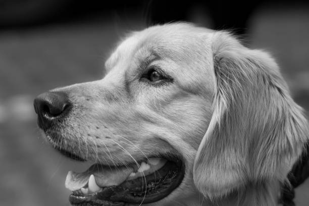 istock Headshot of a Golden Retriever 2184322093
