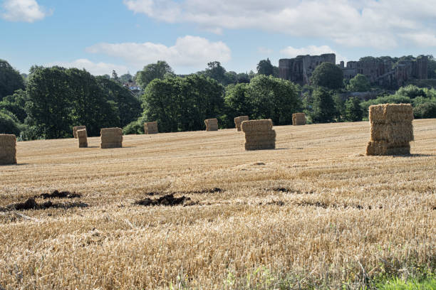 Golden field with hay stacks agains as  ruined castle