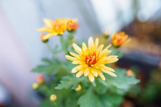 bright autumn chrysanthemum flowers on blurred background, gardening, bouquet, growing flowers