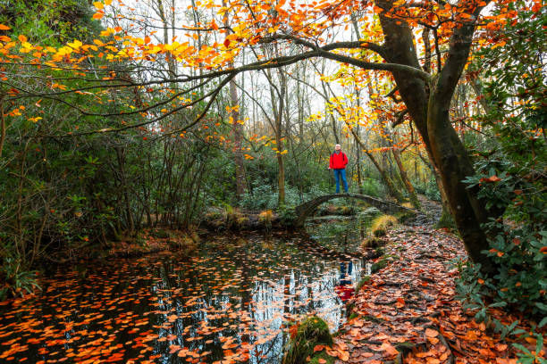 Vivid red maple trees blaze with colour as their leaves change in the heart of a public park, contrasting strikingly with the deep green of surrounding evergreens.