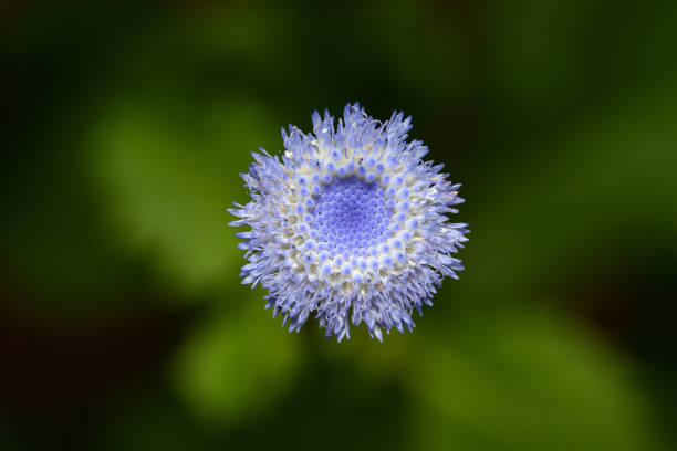 Crassocephalum rubens flower, the wild edible vegetables and herb from Africa
