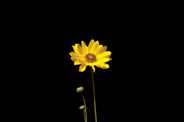 conceptual spring time chamomile bright yellow petal flower and bud isolated on black seamless background