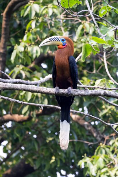 istock Rufous-necked Hornbill, Aceros nipalensis, West Bengal, India, 2184331360